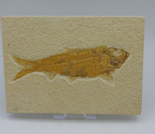 Fossil knightia fish eocene - fossil,