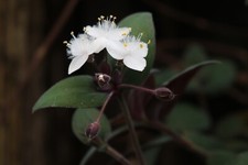 Speedy Jenny Tradescantia chrysophylla  in a Vibrant 5L 24cm  hanging pot