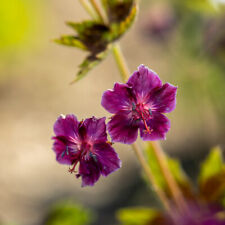Geranium 'Samobor'. Plug Plant x 4. Dark purple geranium flowers for pollinators