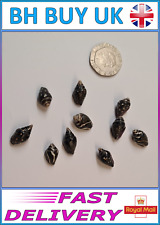 10 x BLACK AQUARIUM SNAIL