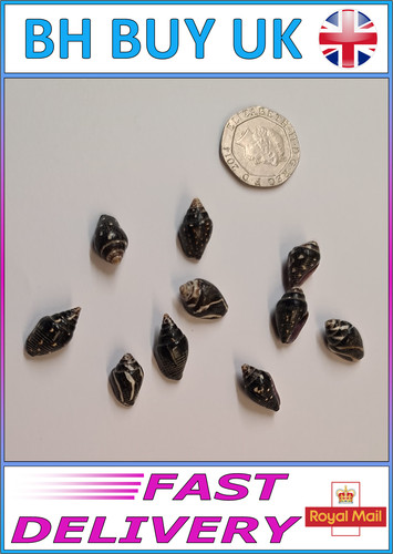 Black aquarium snail - 10,