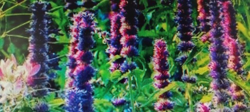 Giant hyssop lavender - hyssop,