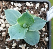 Agave 'Tradewinds' - Variegated - Industrial Agaves