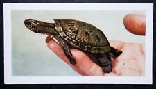 TERRAPIN    Turtle      Vintage  1960 Photo Card  CE18