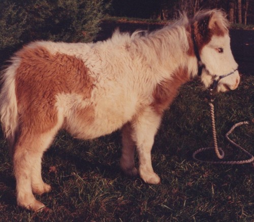 1990s cute miniature horse - 1990s,