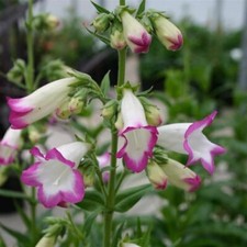 Penstemon Pensham Laura Perennial x 3 Pack - 5cm Plug Plants - FREE Postage