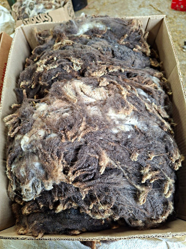 Pure shetland flecket raw - shetland,