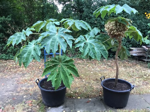 Tetrapanax papyrifer big - tetrapanax,