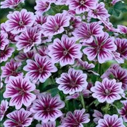 Malva zebrina hardy mallow - 6,