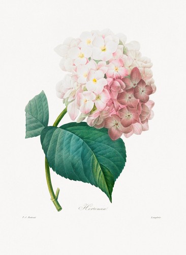 Pierre joseph redoute - pierre,