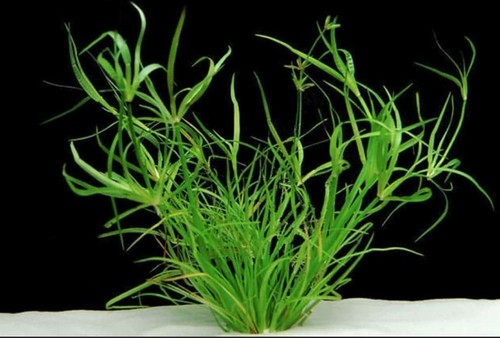 Juncus repens tropical - juncus,