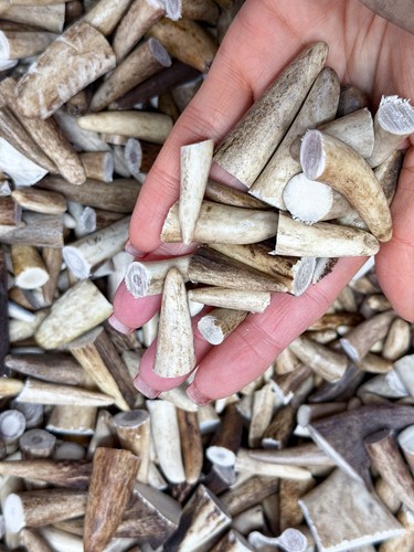 Red deer antler tips - red, craft