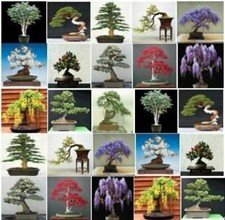 Tree seeds collection - collection, of
