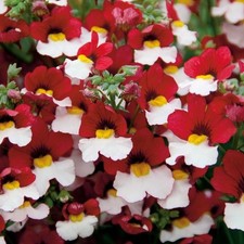 Nemesia plug plants garden