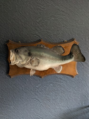 Taxidermy big bass fish - taxidermy,,