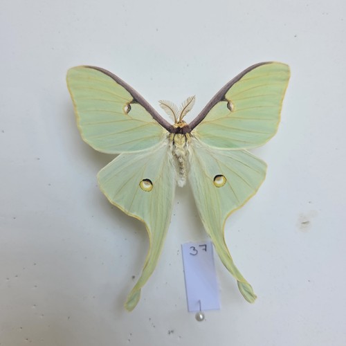 Actias luna the - the, set