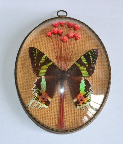 Vintage framed butterfly - framed,