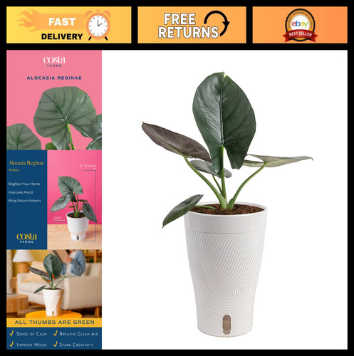 Live alocasia plant - alocasia,