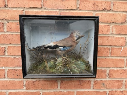 Antique taxidermy eurasian jay - antique,