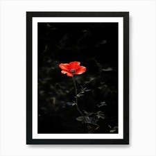 Single Red Poppy Art Print