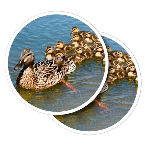 Vinyl stickers mallard duck - 2x,