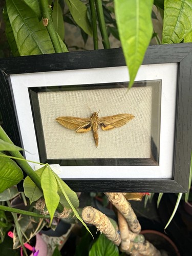 Framed brown orange hawk - framed, &