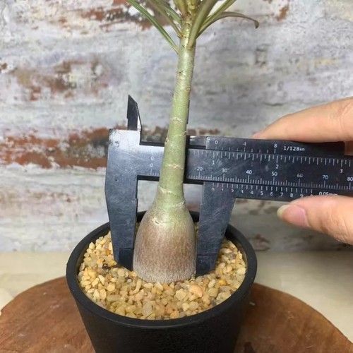 2cm succulent cactus - 2cm,