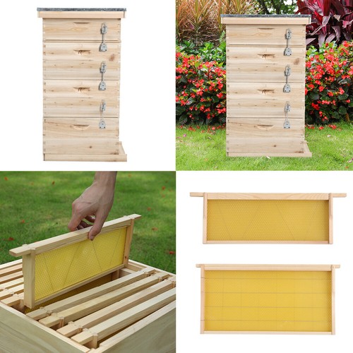 Beekeeper beekeeping honey - beekeeping, bee