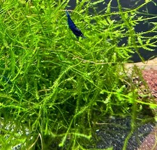 Java Moss (Taxiphyllum