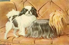 BOOK OF DOGS 1919 - JAPANESE SPANIEL & YORKSHIRE TERRIER. DRAWN & PAINTED BY L.A