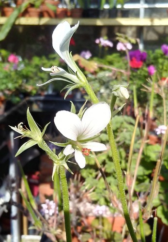 Pelargonium worcesterae - pelargonium,