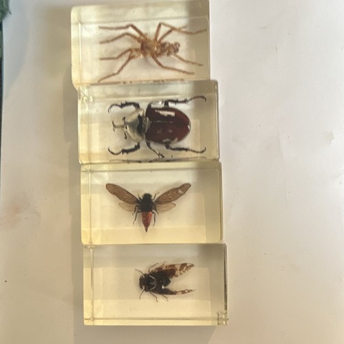 Insects resin - in,