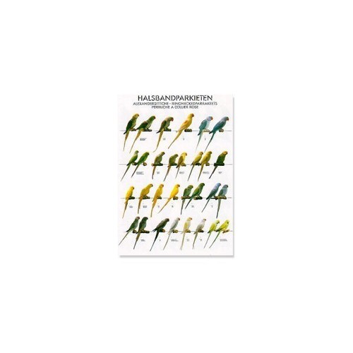 Poster ring necked - ring,