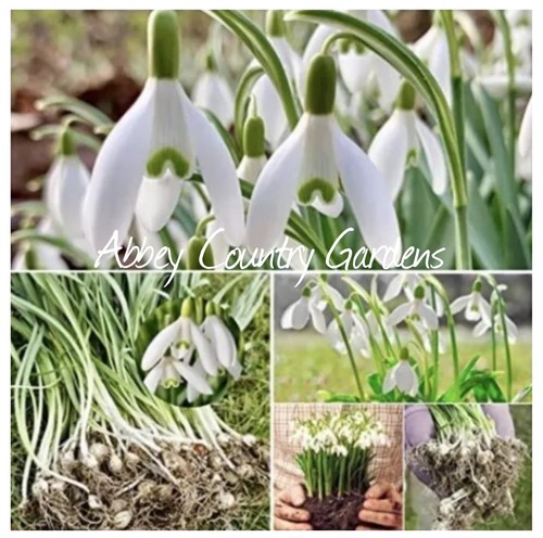 Single snowdrop bulbs - single,