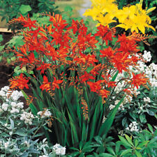 3 Crocosmia Fire King