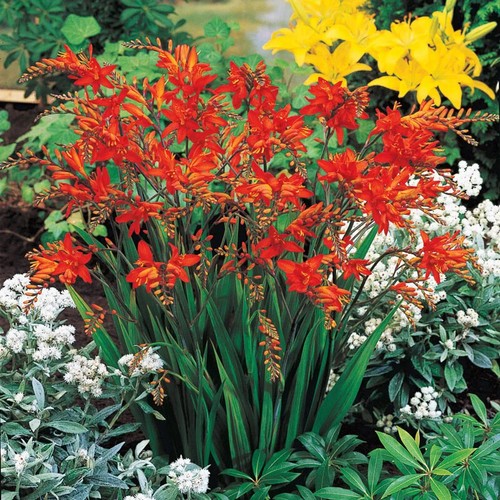 Crocosmia fire king - fire,