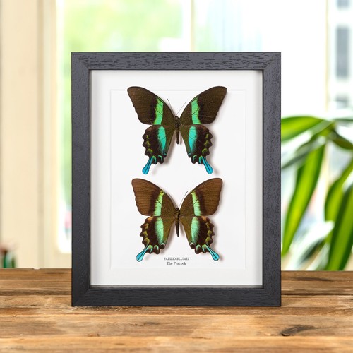 The peacock taxidermy - the,