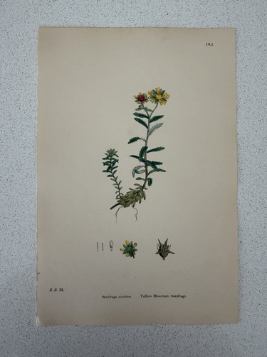 Antique botanical print - antique,