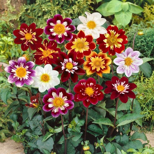 Dahlia dandy mix seeds - -,
