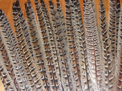 Hen pheasant tail - pheasant,