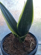 Baby/young Snake Plant