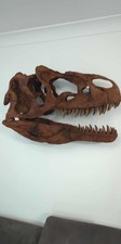 Allosourus Skull Fossil Full