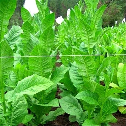Criollo tobacco seeds - tobacco,