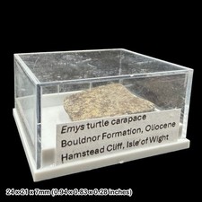 Emys Turtle Carapace Fossil