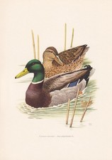 1960 MALLARD DUCK Bird Print - Vintage Bird Wall Art Decor - 7.5 x 10.6 Inches