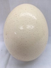 Ostrich Egg Collectable Display Piece 6 Inches High - Blown/Empty