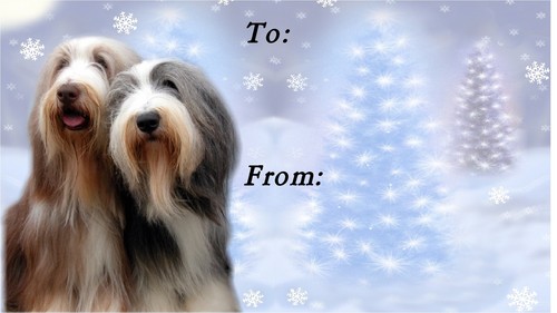 Bearded collie christmas gift - collie,