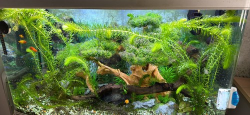 Stems elodea densa 500 - 10,