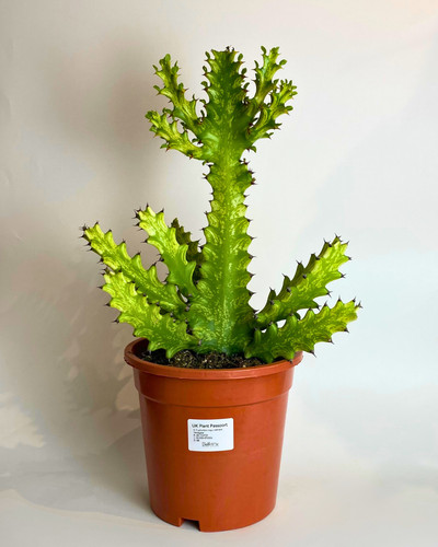 Euphorbia mayuranthii