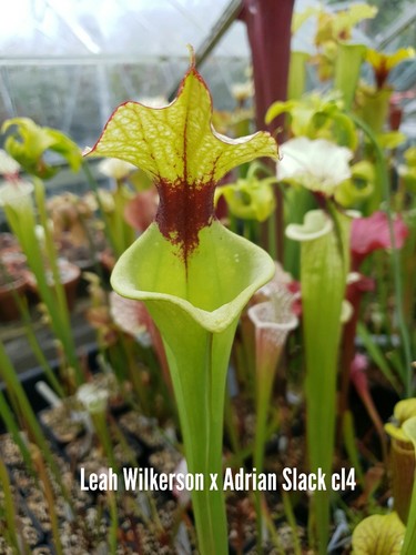 Sarracenia leah wilkerson x - sarracenia,